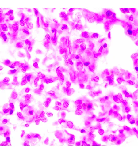 MAGUS Bio 270T Biological Microscope