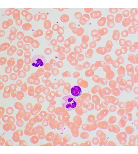 MAGUS Bio 270T Biological Microscope