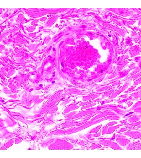 MAGUS Bio 290T Biological Microscope