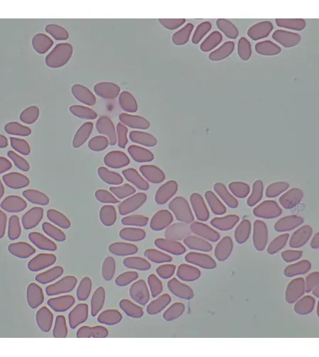 MAGUS Bio 290T Biological Microscope