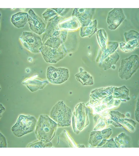 MAGUS Bio V360 Biological Inverted Microscope