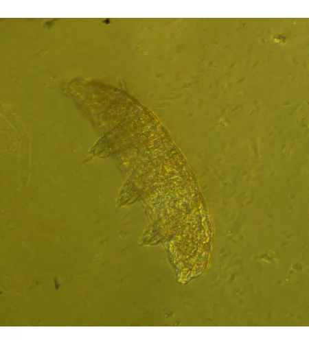 MAGUS Bio V360 Biological Inverted Microscope