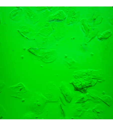 MAGUS Bio V360 Biological Inverted Microscope