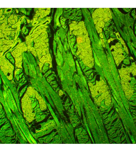 MAGUS Lum 450L fluorestsentsmikroskoop