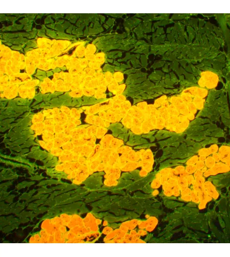 MAGUS Lum 450L fluorestsentsmikroskoop