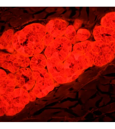 MAGUS Lum 450L fluorestsentsmikroskoop