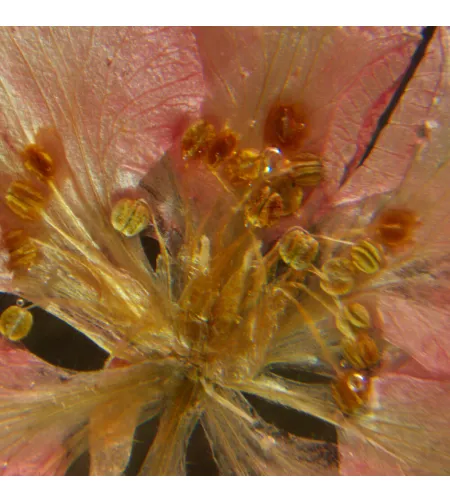 Микроскоп стереоскопический MAGUS Stereo A6