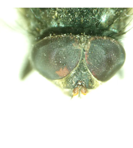 Микроскоп стереоскопический MAGUS Stereo A8