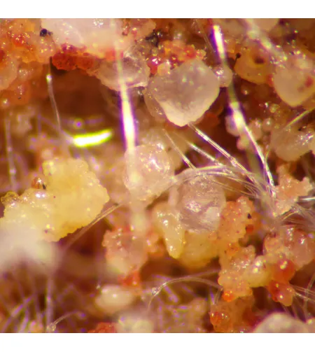 Микроскоп стереоскопический MAGUS Stereo A8