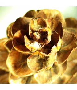 Микроскоп стереоскопический MAGUS Stereo A18T