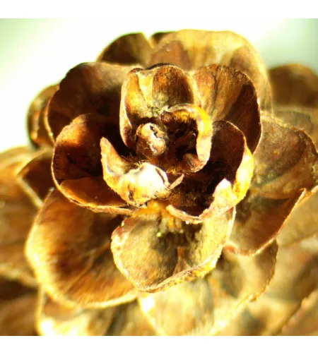 Микроскоп стереоскопический MAGUS Stereo A18T