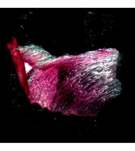 Микроскоп стереоскопический MAGUS Stereo A18T