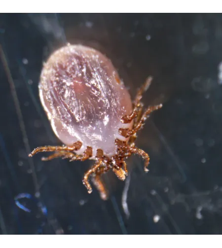 Микроскоп стереоскопический MAGUS Stereo A18T