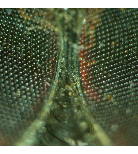 Микроскоп стереоскопический MAGUS Stereo A18T