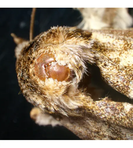 Микроскоп стереоскопический MAGUS Stereo A18T