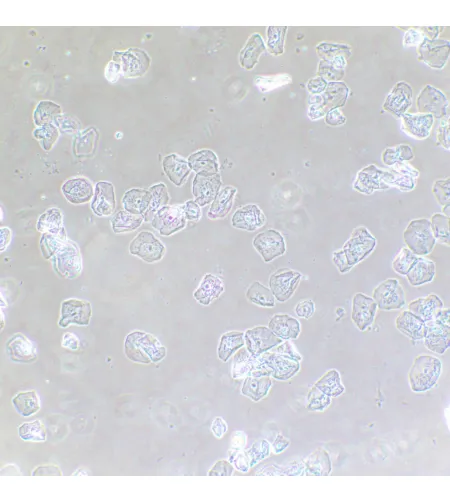 MAGUS SPH2 faasikontrastseade