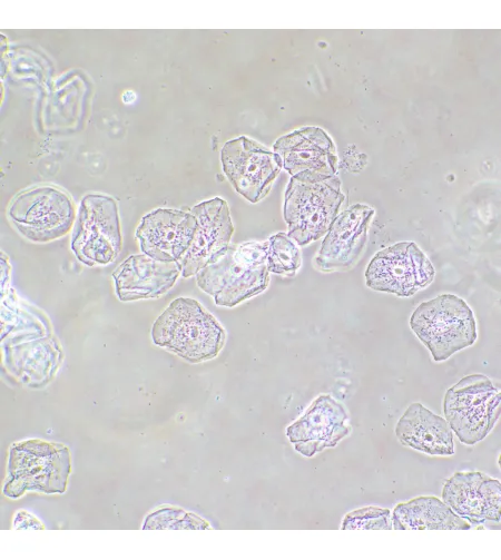 MAGUS SPH2 faasikontrastseade