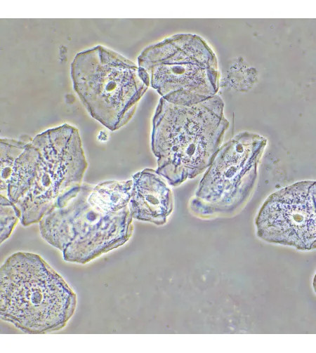 MAGUS SPH2 faasikontrastseade