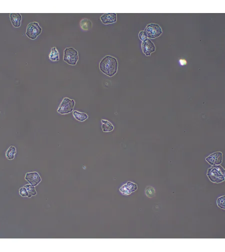 MAGUS PH2 faasikontrastseade