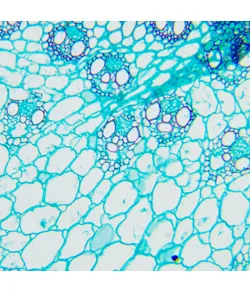 MAGUS Bio D240T LCD Biological Digital Microscope