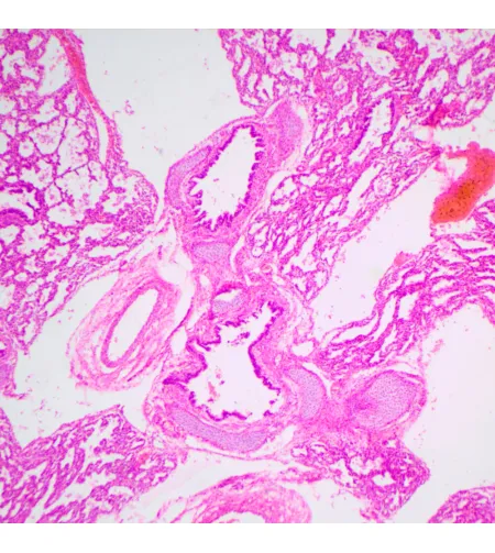 MAGUS Bio D240T LCD Biological Digital Microscope