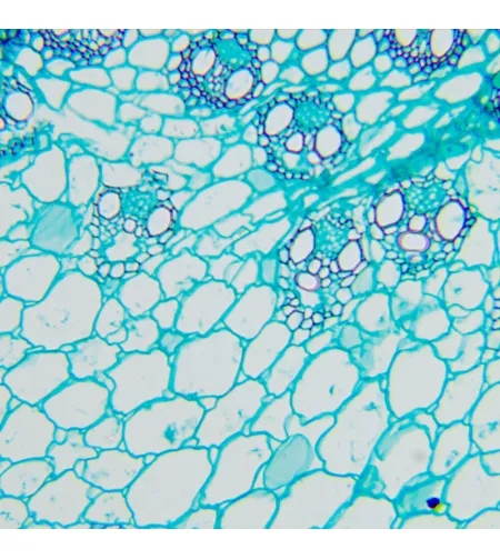 MAGUS Bio D260T LCD Biological Digital Microscope