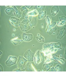 MAGUS Bio VD360 bioloogiline inverteeritud digitaalne mikroskoop