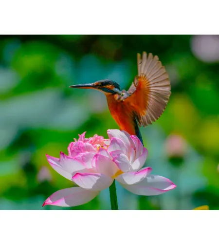 Levenhuk Kelvin MAK60 mini AZ fototeleskoop