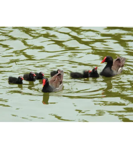 Levenhuk Kelvin MAK60 mini AZ fototeleskoop