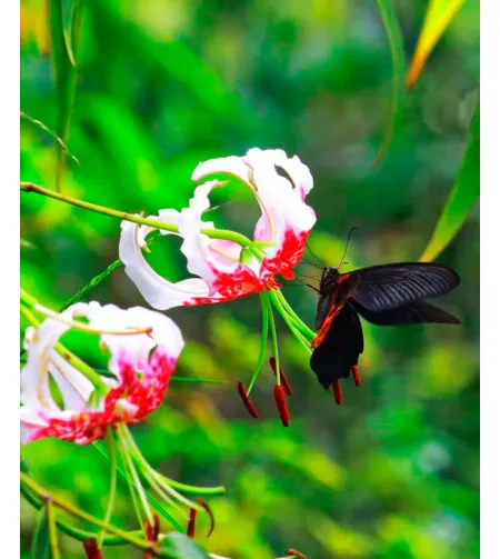 Levenhuk Kelvin MAK60 mini AZ fototeleskoop