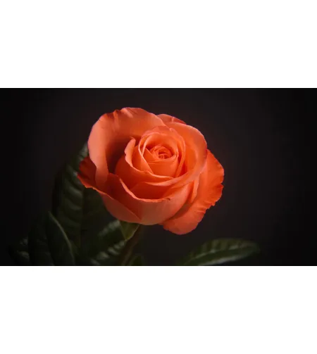 Levenhuk Kelvin MAK60 mini AZ fototeleskoop