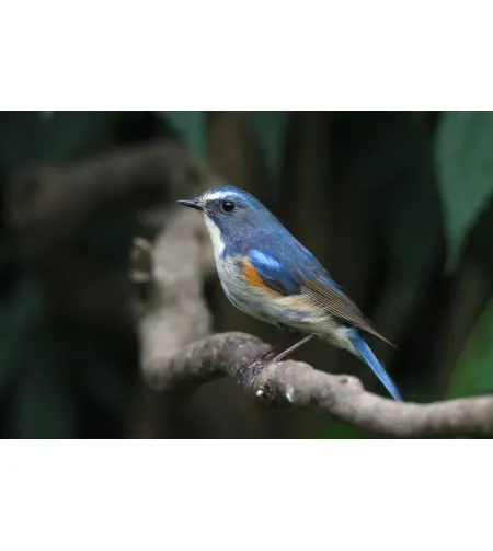 Levenhuk Kelvin MAK80 AZ Fototeleskoop