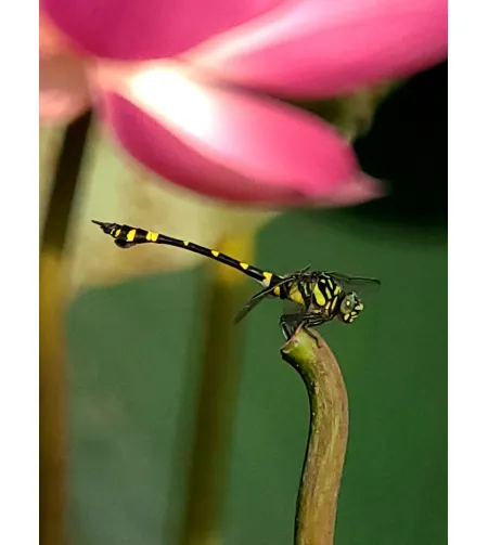 Levenhuk Kelvin MAK80 AZ Fototeleskoop