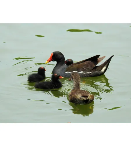 Levenhuk Kelvin MAK80 AZ Fototeleskoop