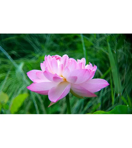 Levenhuk Kelvin MAK80 AZ Fototeleskoop