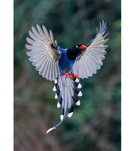 Levenhuk Kelvin MAK90 AZ GOTO Wi-Fi Fototeleskoop