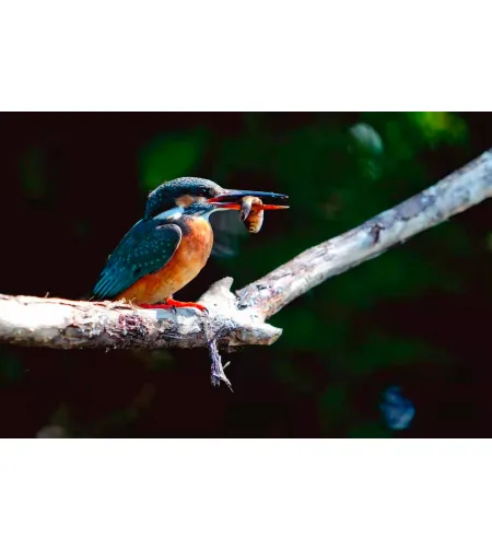 Levenhuk Kelvin MAK90 AZ GOTO Wi-Fi Fototeleskoop