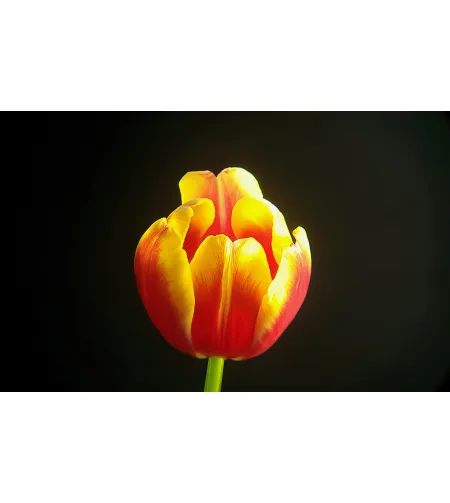 Levenhuk Kelvin MAK90 AZ GOTO Wi-Fi Fototeleskoop