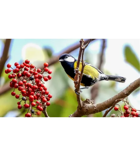 Levenhuk Kelvin MAK127 AZ GOTO Wi-Fi Fototeleskoop