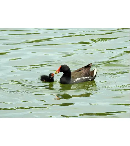 Levenhuk Kelvin MAK127 AZ GOTO Wi-Fi Fototeleskoop