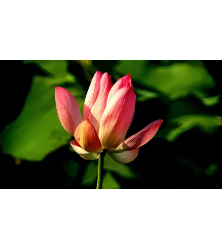 Levenhuk Kelvin MAK127 AZ GOTO Wi-Fi Fototeleskoop