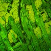 MAGUS Lum D450L fluorestsents-digitaalne mikroskoop