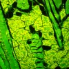 MAGUS Lum D450L fluorestsents-digitaalne mikroskoop