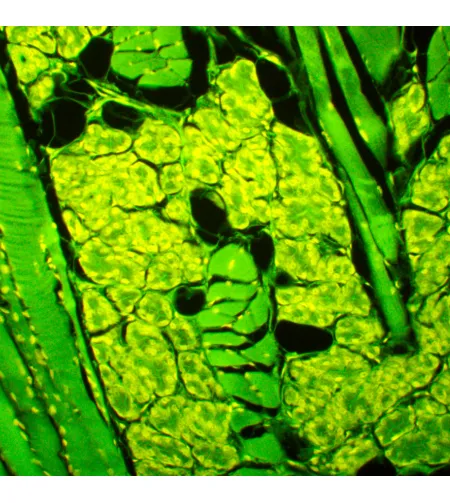 MAGUS Lum D450L fluorestsents-digitaalne mikroskoop