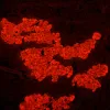 MAGUS Lum D450L fluorestsents-digitaalne mikroskoop