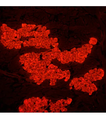 MAGUS Lum D450L fluorestsents-digitaalne mikroskoop