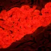 MAGUS Lum D450L fluorestsents-digitaalne mikroskoop