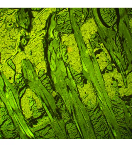 MAGUS Lum D460L fluorestsents-digitaalne mikroskoop