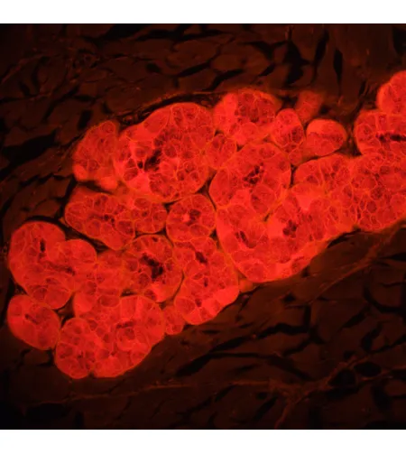 MAGUS Lum D460L fluorestsents-digitaalne mikroskoop