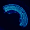 MAGUS Lum D460L fluorestsents-digitaalne mikroskoop